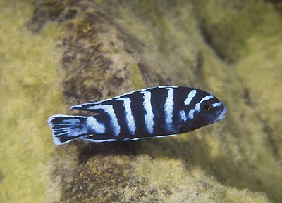 Chindongo demasoni 'Ndumbi Point'